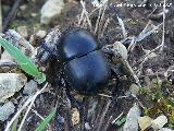 Escarabajo geotrupido - Geotrupidae. Portillo del Fraile - Jan