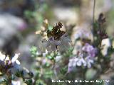 Tomillo - Thymus vulgaris. Pitillos. Valdepeas