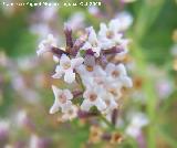 Hierba Maria Luisa - Aloysia triphylla. Navas de San Juan