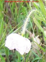 Adormidera - Papaver somniferum. Castillejo - Crcheles