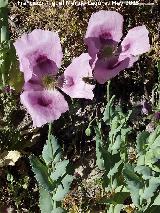 Adormidera - Papaver somniferum. El Berrueco - Torredelcampo