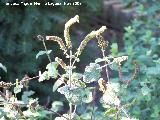 Mastranzo - Mentha suaveolens. Crdoba