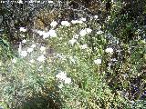 Cerastio - Cerastium boissieri. Tajo de las Palomas - Mocln