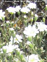 Cerastio - Cerastium boissieri. Tajo de las Palomas - Mocln