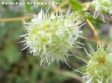 Mejorana - Thymus mastichina. Segura