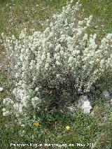 Mejorana - Thymus mastichina. Serrezuela de Bedmar