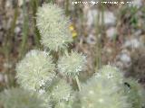 Mejorana - Thymus mastichina. Serrezuela de Bedmar