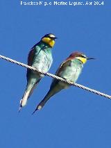 Pjaro Abejarruco - Merops apiaster. San Gins - Andjar