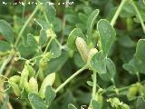 Morsana - Zygophyllum fabago. Lorca