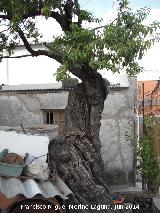 Almendro - Prunus dulcis. Cerro del Calvario - Torredelcampo