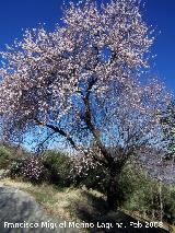 Almendro - Prunus dulcis. Los Villares