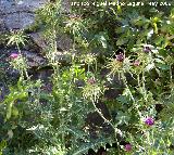 Cardo mariano - Silybum marianum. Canjorro. Jan