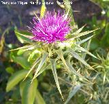 Cardo mariano - Silybum marianum. Canjorro. Jan