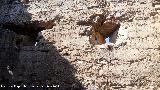 Castillo de Bujaraizar. Saeteras de la Torre del Homenaje