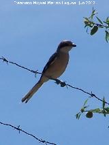 Pjaro Alcaudn Real - Lanius meridionalis. Puerto Alto - Pegalajar