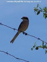 Pjaro Alcaudn Real - Lanius meridionalis. Puerto Alto - Pegalajar