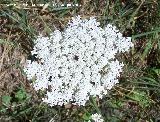 Zanahoria - Daucus carota. Segura