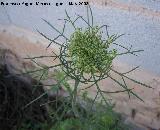 Zanahoria - Daucus carota. Navas de San Juan