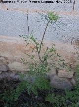 Zanahoria - Daucus carota. Navas de San Juan