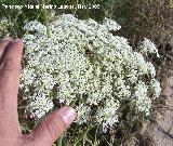 Zanahoria - Daucus carota. Navas de San Juan