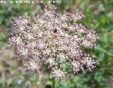 Zanahoria - Daucus carota. Segura