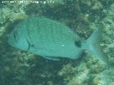 Pez Sargo - Diplodus sargus. Isla de Tabarca - Alicante