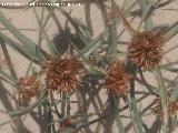 Mansega marina - Cyperus capitatus. Duna de Bolonia - Tarifa