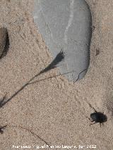 Escarabajo de playa - Erodius goryi. Rastro. Duna de Bolonia - Tarifa