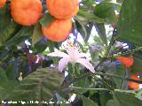 Naranjo amargo - Citrus aurantium. Los Villares