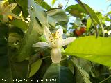 Naranjo amargo - Citrus aurantium. Los Villares