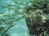 Pez salmena - Sarpa salpa. Alevines. Isla de Tabarca - Alicante