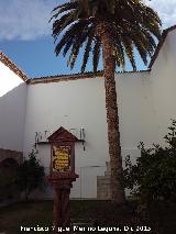 Real Hospicio de Pobres. Palmera del Comps