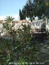 Cementerio de San Eufrasio. 