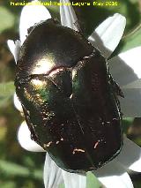 Escarabajo Cetonia dorada - Cetonia aurata. La Estrella - Navas de San Juan