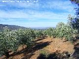 Olivo - Olea europaea. 