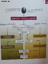 Olivo - Olea europaea. Esquema