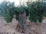 Olivo - Olea europaea. Bercho - Pegalajar