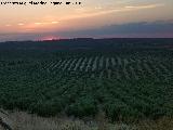 Olivo - Olea europaea. Un mar de olivos. Torre de Alczar - Torredonjimeno