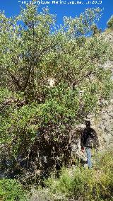 Acebuche - Olea europaea var. sylvestris. Cerro Cuchillejo - Jan