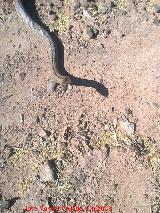 Culebra de escalera - Rhinechis scalaris. Navas de San Juan