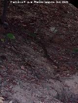 Culebra de escalera - Rhinechis scalaris. Ro Fro - Los Villares