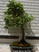 Olmo - Ulmus minor. Bonsai Torredelcampo