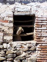 Cabra domstica - Capra aegagrus hircus. Casera de Don Bernardo - Navas de San Juan