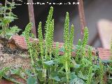 Sombrerillos - Umbilicus horizontalis. Navas de San Juan