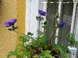 Anmona - Anemone coronaria. 