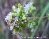 Organo - Origanum vulgare. Segura