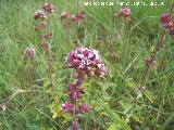 Organo - Origanum vulgare. Segura