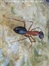 Hormiga roja europea - Formica rufa. Ro Fro - Los Villares