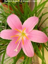 Hemerocalis - Hemerocallis spp.. Flor