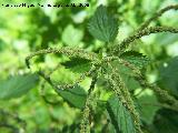 Ortiga mayor - Urtica dioica. Jan